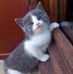 Ian Falconer - Facebook