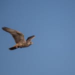 Ian Garland Falconry - @iangarlandfalconry - Instagram