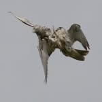 Ian Garland Falcons - @iangarlandfalcons - Instagram
