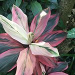 Ian Gaffney - @iangphotos - Instagram