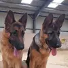 Ian Garman - @ian.garman - TikTok