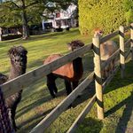 Ian, Gary & Derek 🦙 - @new_forest_alpacas - Instagram