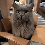 Gerald Faisal - @geraldspurrsiansnuggletooth - Instagram