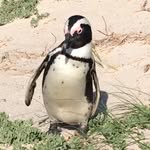 Ian gillingham - @gillingham.ian - Instagram