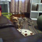 Ian Glick - @mydogiscooper - Instagram