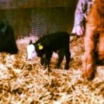 Iangoss - @iangoss - Instagram