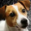 Ian Greene - @ian.greene11 - TikTok