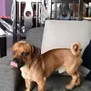 iangrimaldi627 - @pardo._.estudio - TikTok