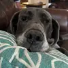 ian.haas - @ian.haas - TikTok