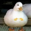 user9432865668897 - @ianhaas0 - TikTok