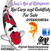 ianhatton - @ians_koi_of_kidsgrove - TikTok