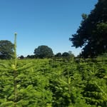 Ian Jeffery - @woodthorpechristmastrees - Instagram