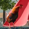 iankitchen132 - @meatstaxxx - TikTok