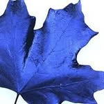 Ian Kobelak - @iankobelak - Instagram
