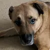 Ian micheal Koenig - @bluedoggos18 - TikTok