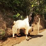 IaN LatiefaFarm - @latiefa_ian - Instagram