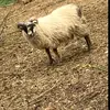 Ian Kline - @ian.kline - TikTok