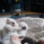 Ian Littlejohn - @ianlittlejohn1960 - Instagram