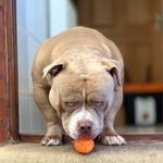 Ian Lockley - @pocketbullybattalion - Instagram