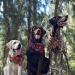 Ian Lytle - @balladofthebirddogs - Instagram