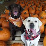 Ian Lytle - @talesofthebirddogs - Instagram