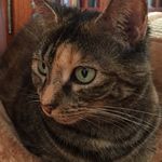 Ian MacEachern - @nibblesmacpuffle - Instagram