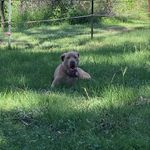 Ian Maclachlan - @macca___777 - Instagram