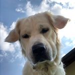 🐾 Herr Ian Maier - @mr.ianmaier - Instagram