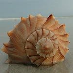 Ian Malinowski - @odg_whelk - Instagram