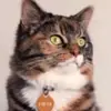 Maple the cat - @maplethecatherian - TikTok