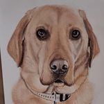 Ian McAteer - @ianmcateer_animal_art - Instagram