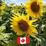 Ian McDougall - @ian.mcdougall.7923 - Instagram