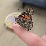 Ian McGraw, the butterfly guy 🦋 - @metamorphosismassagenepa - Instagram