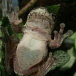 Ian McHugh - @ianfrogman - Instagram