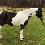Ian Michaels - @ianmichaels_equinoxfarm - Instagram