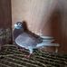 Ian Mitchell - Facebook
