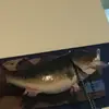 ianmizell - @pazz12385 - TikTok
