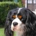 Ian Moorhead - Facebook