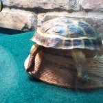 Ian Mount - @ianandturtles - Instagram