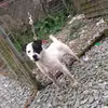 diging terrier Ireland 🦊🐕 - @_ianmurphy - TikTok