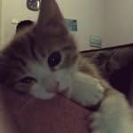 @iannunniic - Instagram