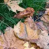 ian ogle tout - @ian.ogle.tout - TikTok