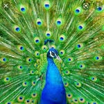 Ian the Indian Peacock - @indian_peacocks - Instagram