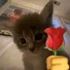 Ian Pedrógão - @ian.pedrgo - TikTok
