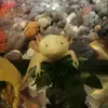 Ian Pelletier Cordoba - @ianpelletiercordo - TikTok