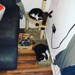 Kylo, Marco +
Smudge - @ratboifluffyboianpiggy - Instagram