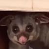 Ian  - @ian.pogue8 - TikTok
