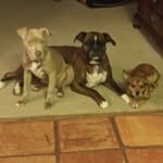 Ian Rapp - @ianrapp4ever - Instagram