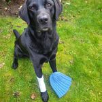 Ian Roach - @bluehat_dog_training_services - Instagram
