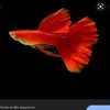 Ian - @ianroque469 - TikTok